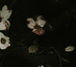 solène